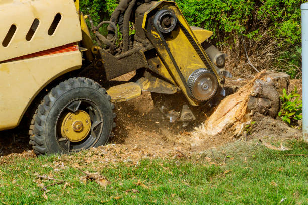 Best Tree Pruning Services  in USA